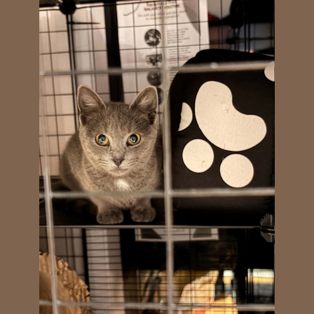 Photo of Smokey