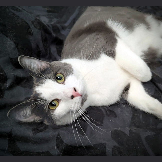 Photo of Buster