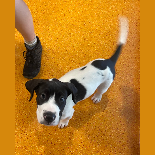 Photo of Pongo 