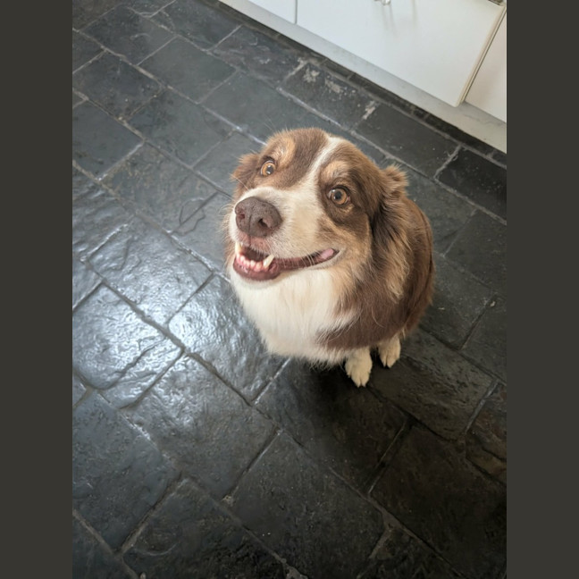 Photo of Whiskey   6 Year Old Border Collie