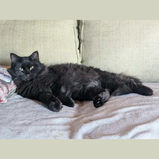 Photo of Percy *9 Lives Project Rescue*