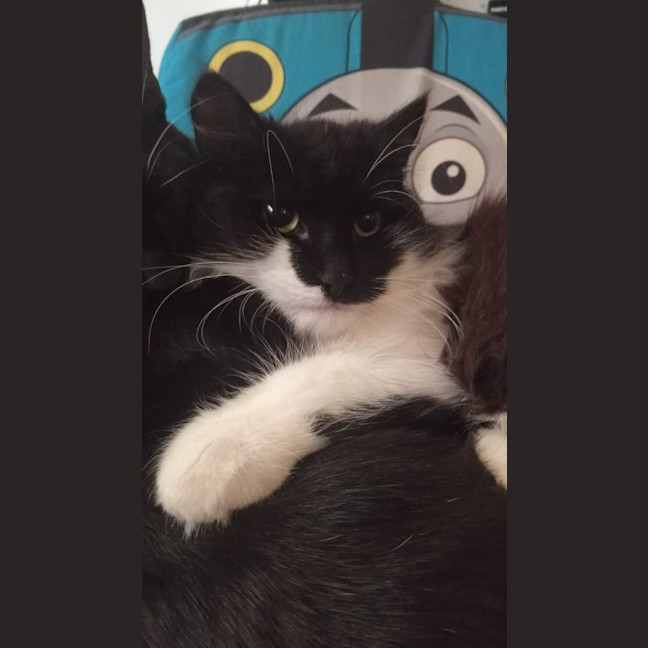 Photo of Romeo