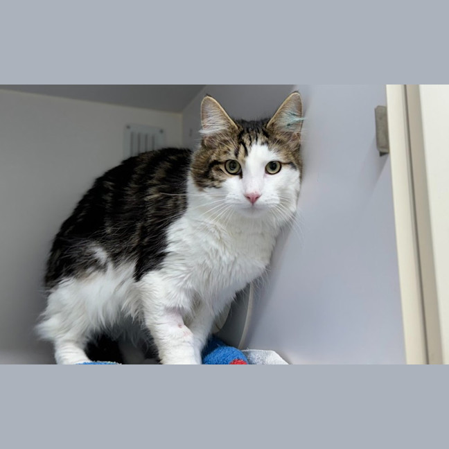 Photo of Rufus