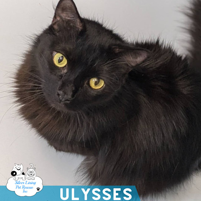 Photo of Ulysses