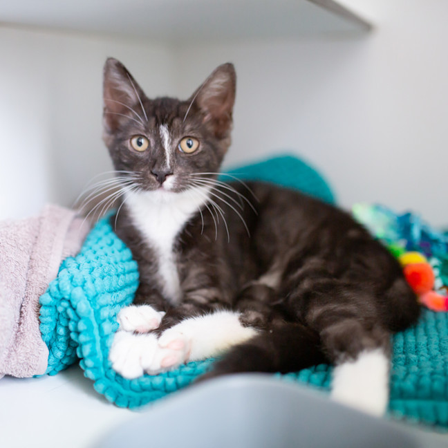 Photo of Calcifer (Previously Taka)