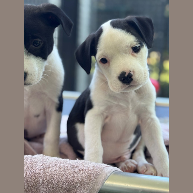 Photo of D1221 Lando