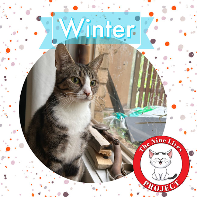 Photo of Winter *9 Lives Project Rescue*
