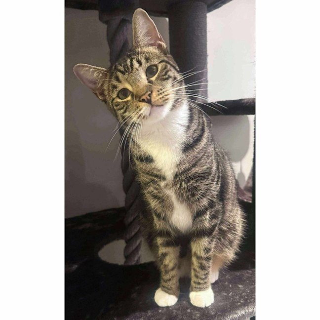 Photo of 9752   Mojo Jojo