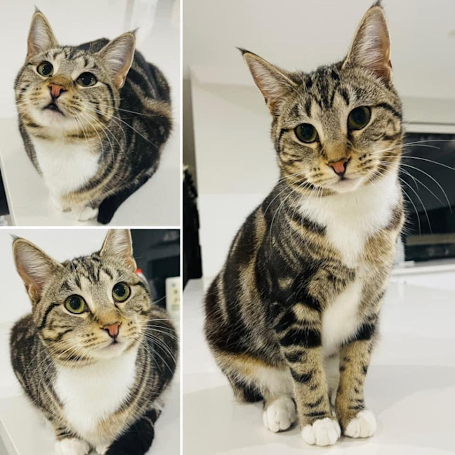 Photo of 10362   Treacle