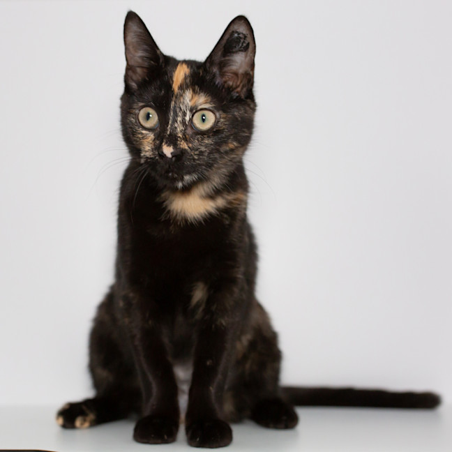 Photo of Aries