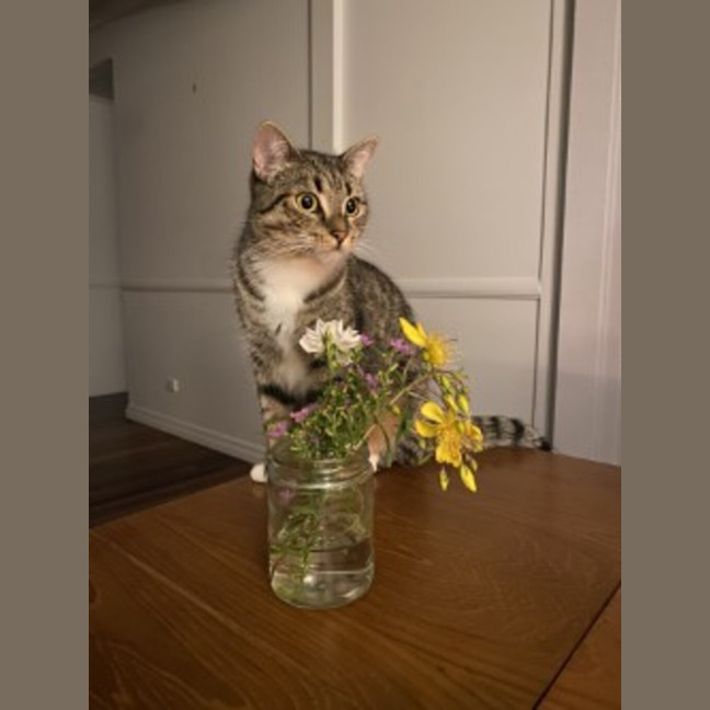 Photo of Willow
