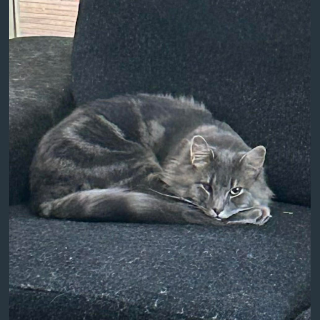 Photo of Bailey And Odin