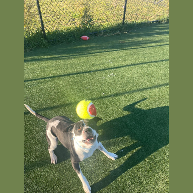 Photo of Stanley Imp 1294