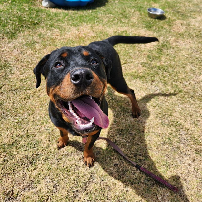 Photo of Diesel (65134)