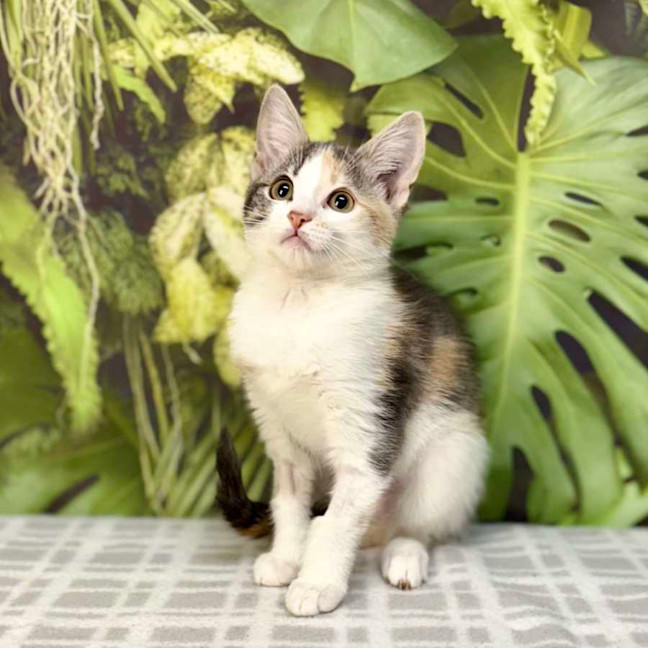 Photo of Umeko   Located In Preston 