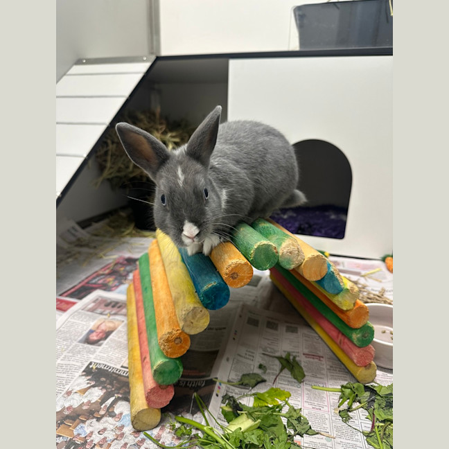 Photo of Muffin