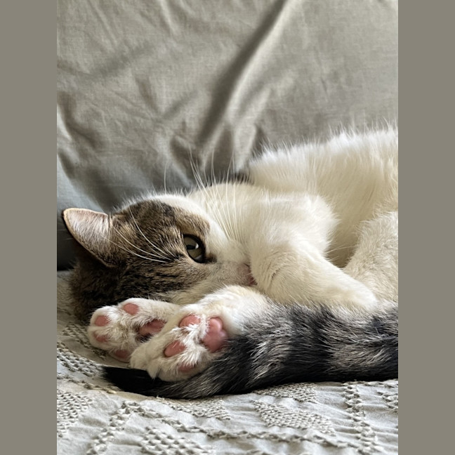 Photo of Brett **2nd Chance Cat Rescue**