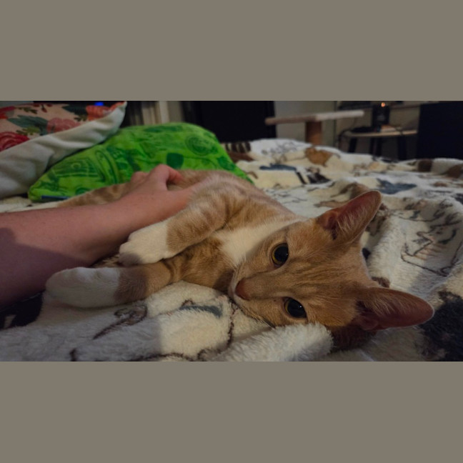 Photo of Poppyseed