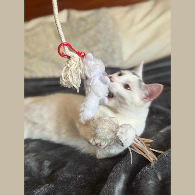 Photo of Tia   Located In Fawkner