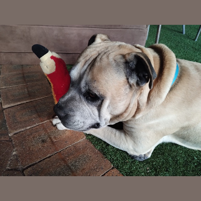 Photo of Diesel