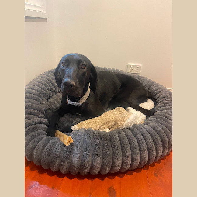 Photo of Ebony Darkness