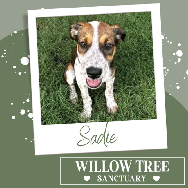 Photo of Sadie