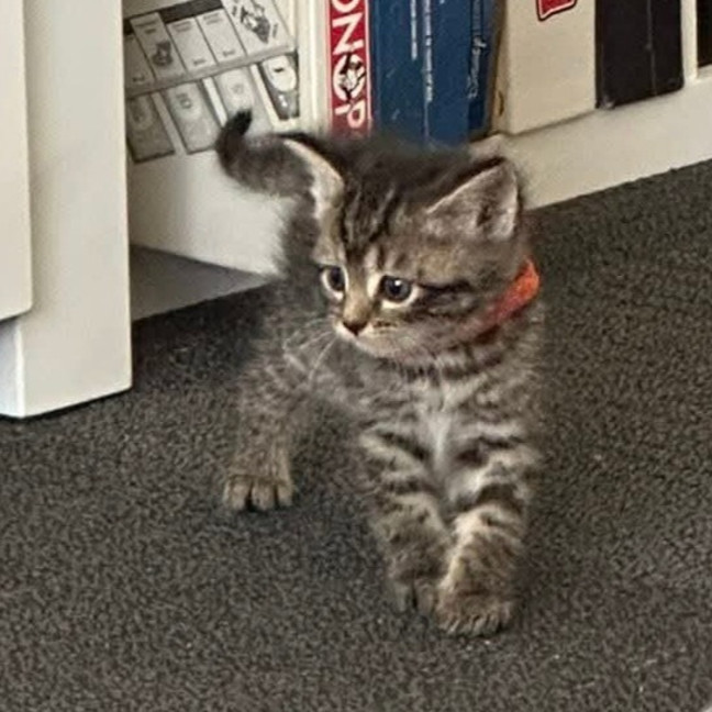 Photo of Clementine