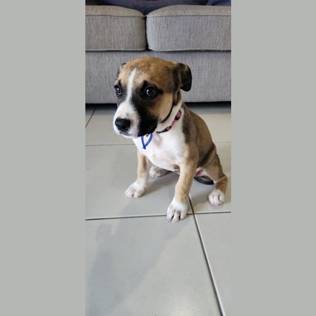 Photo of Iris   12 Week Old Kelpie X