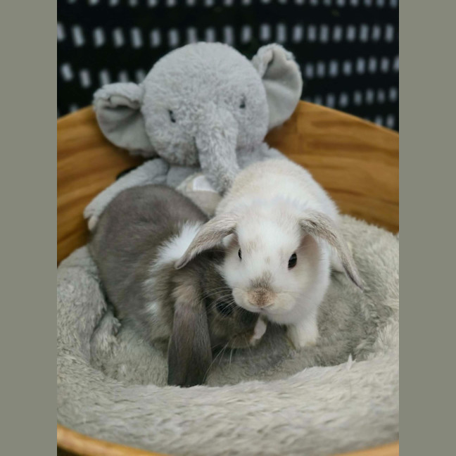 Photo of Cloud / Misty