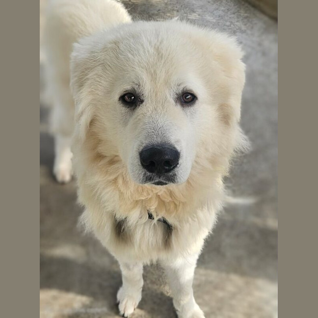 Photo of Bear