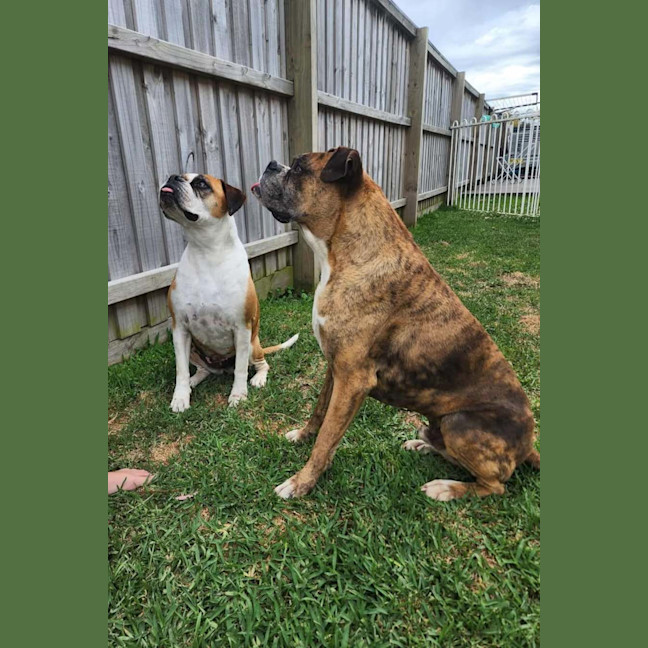 Photo of Hank And Moo