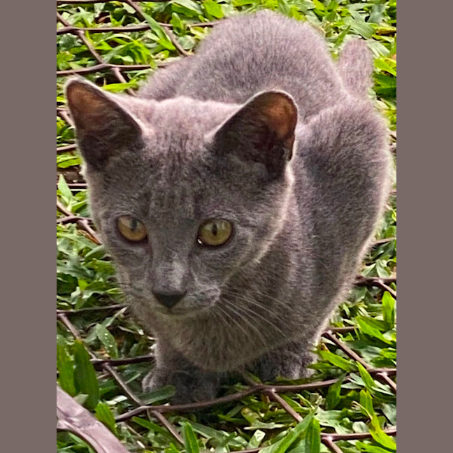 Photo of Gale