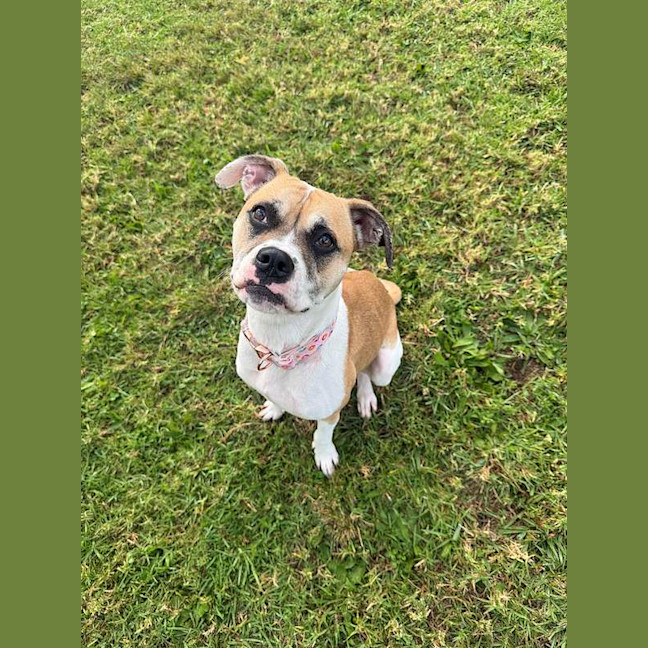 Photo of Pudgy