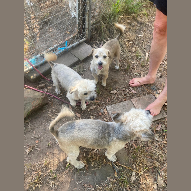 Photo of Frankie 💙