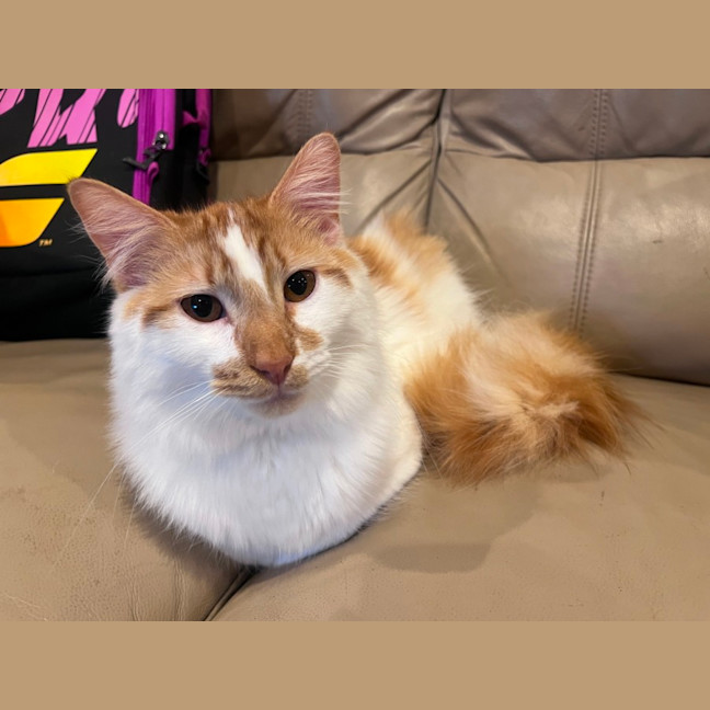 Photo of Mocha