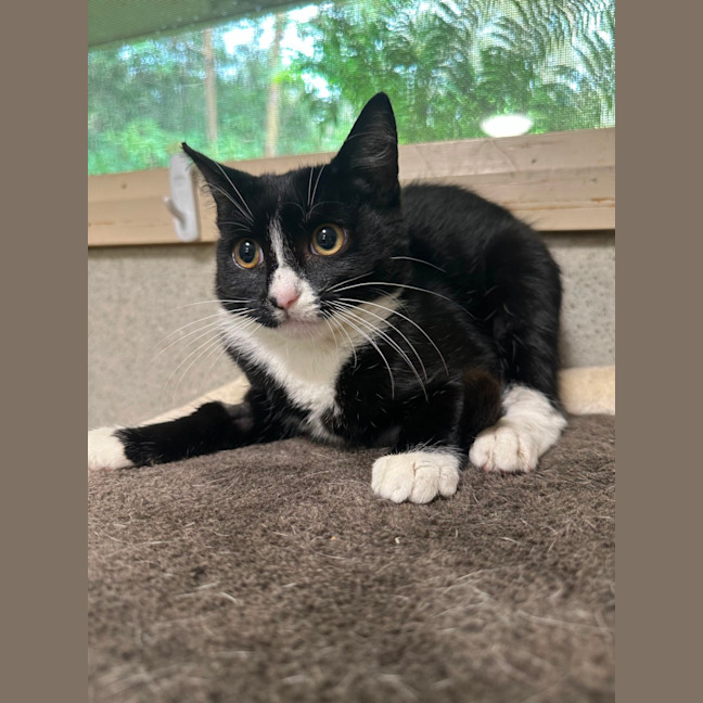 Photo of Rebel