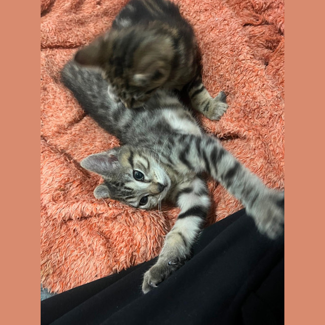 Photo of Ronnie & Reggie Best Bud Brothers Cracka Kittens