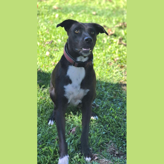 Photo of Scooby