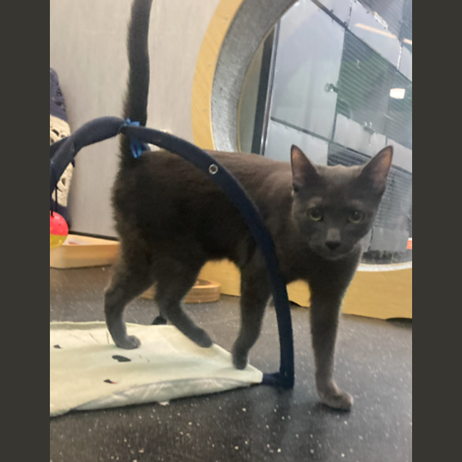 Photo of The Grey Boy