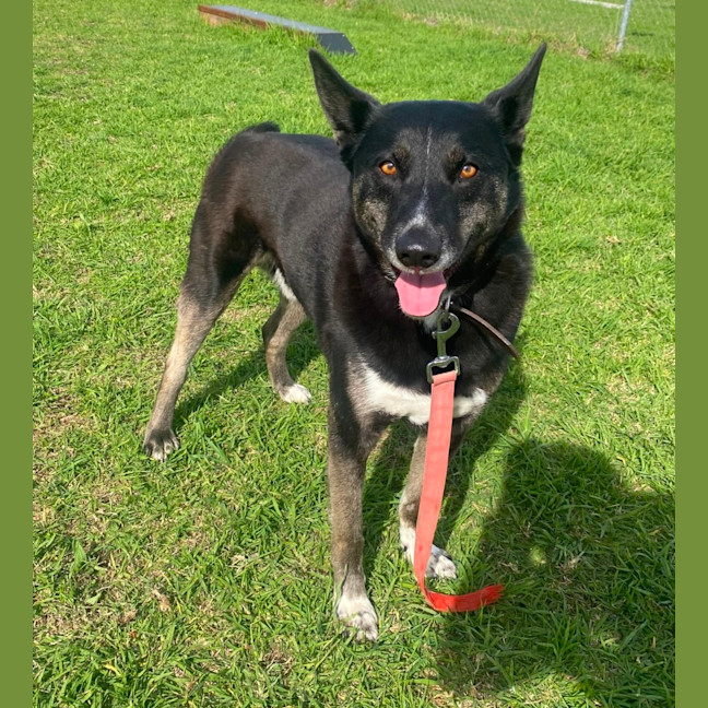 Photo of Bandit   63268