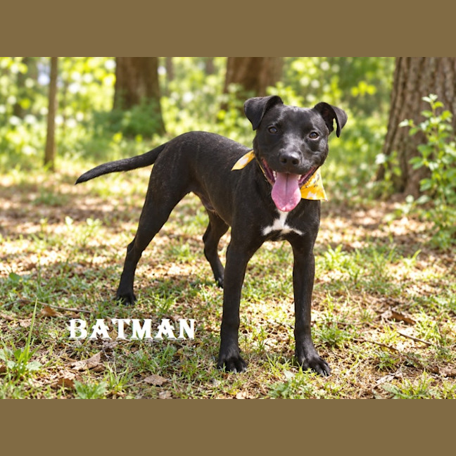 Photo of Batman