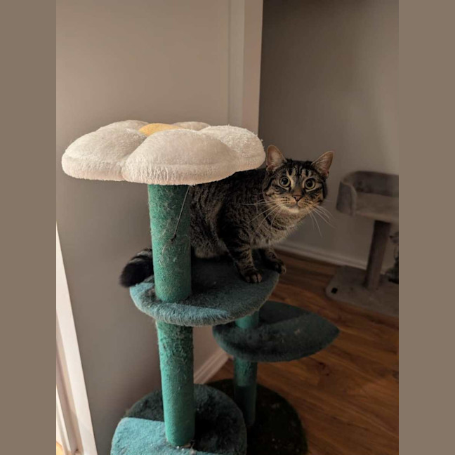 Photo of Peggy Sue *9 Lives Project Rescue*
