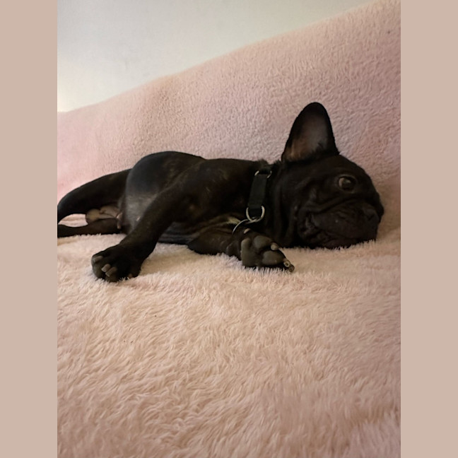 Photo of Java And Riley