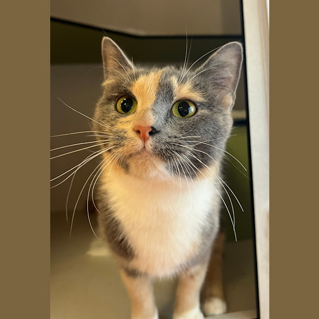 Photo of Ginger