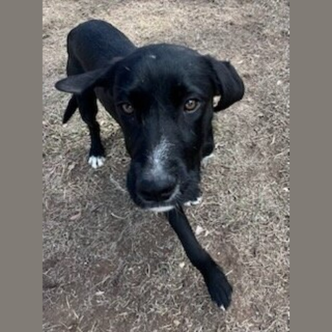Photo of Lyra