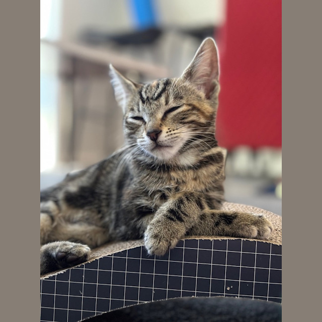 Photo of Violet