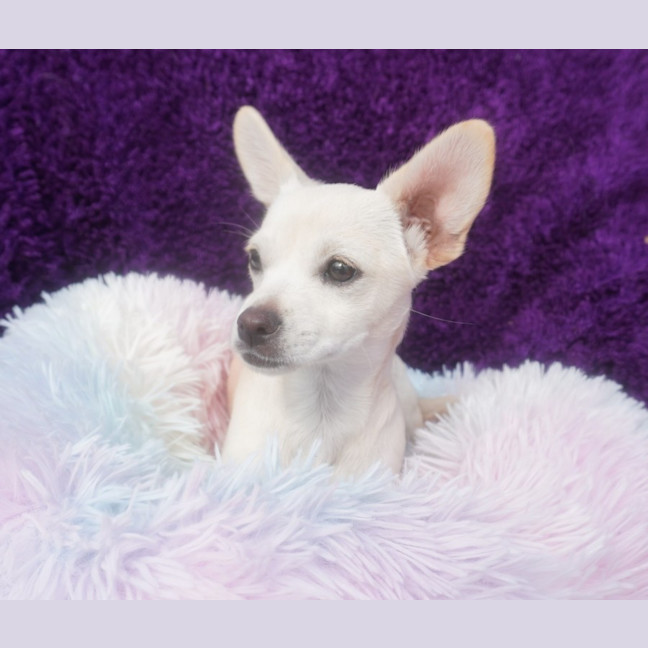 Photo of Pearl