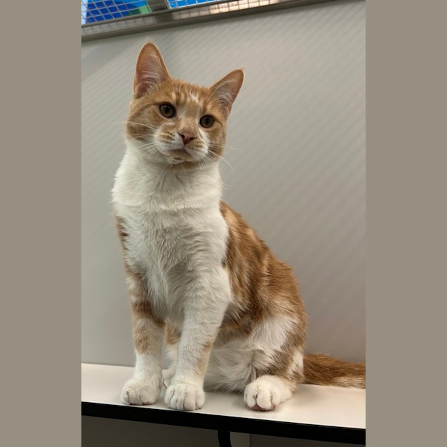 Photo of Jaskier (Bonded To Geralt)