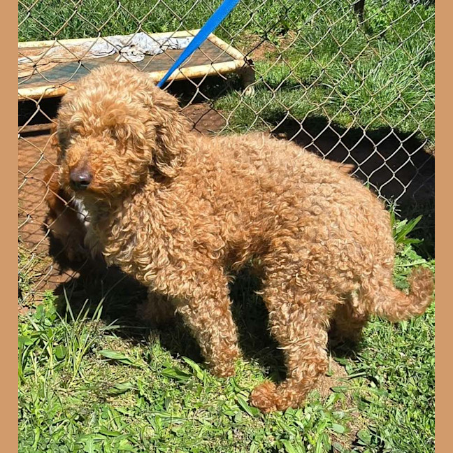 Photo of Angus