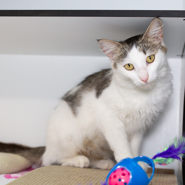 Photo of Marshmallow